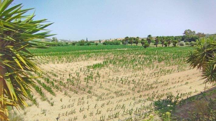 2536M Andalusien, Arcos de la Frontera, finca mit Lagerhallen, Stierkampfarena, Haus, Eventlocation zu verkaufen