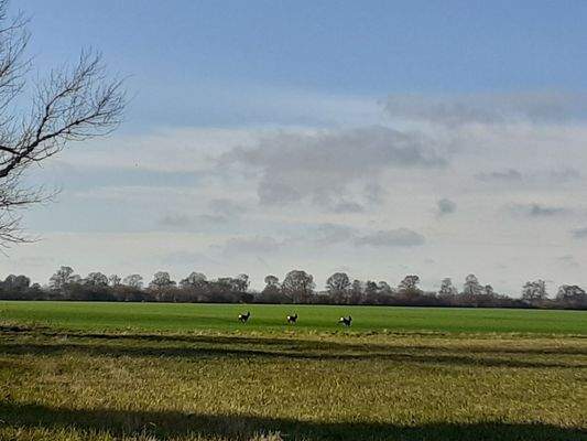 6 Über die Felder geblickt.jpg