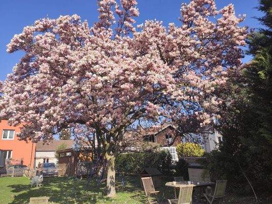 ETWs OG DG Garten Magnolie