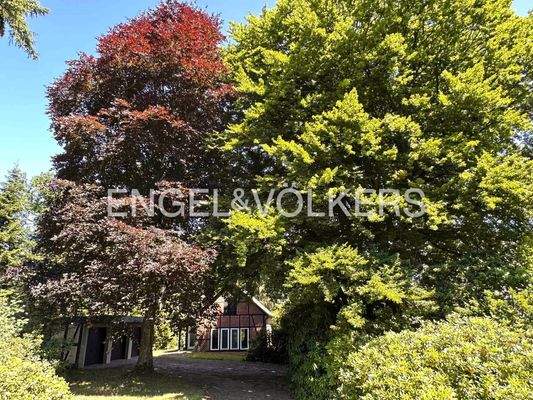 Wunderschöner Baumbestand im Auffahrtsbereich...