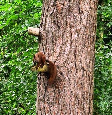 Eichhörnchen - Natur erleben