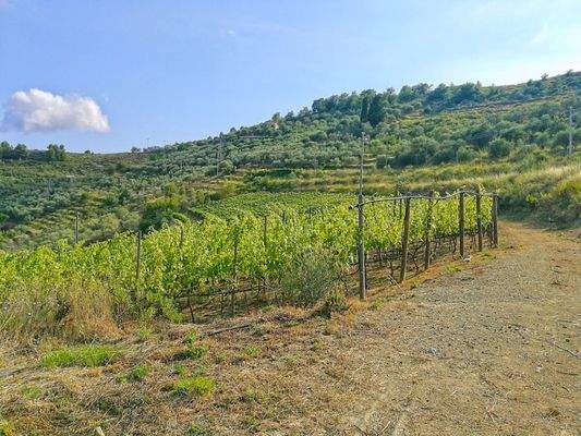 PE672_15 TERRA ITALIA IMMOBILIEN_LIGURIEN_WEINGUT_