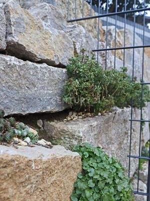 Detailaufnahme Gartenmauer