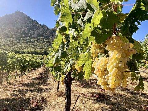 Loiri Häuser, Loiri Haus kaufen