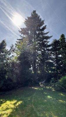 10 Alter Baumbestand