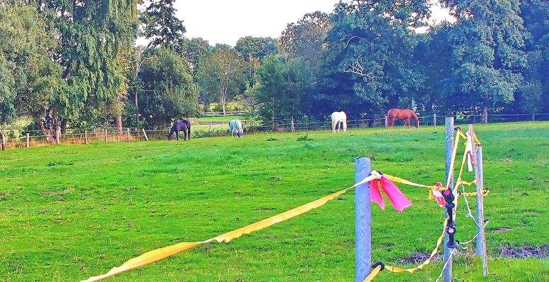 Weide mit Pferden Bild 2.JPG