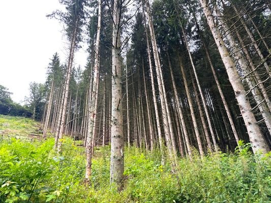 Fichtenbestand mit Kalamitätsblöße