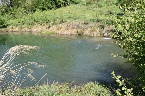 springt ein Fischlein...