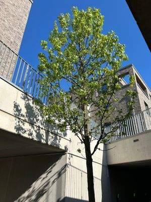 Begründung Park Arkade