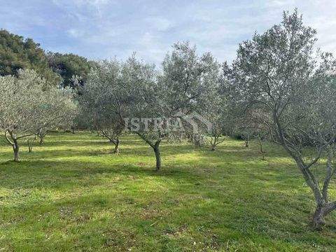 Mali Losinj Bauernhöfe, Landwirtschaft, Mali Losinj Forstwirtschaft