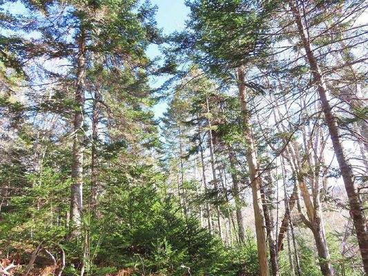 Cape Breton - Bras d`Or Lake - 18-Hektar-Areal in 