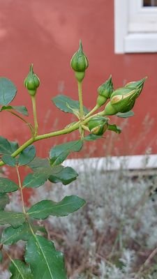 Garten 8.jpg