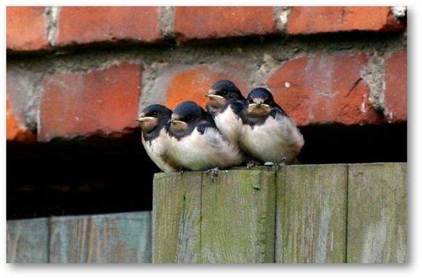 Schwalben.JPG