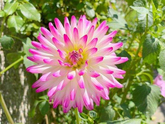 Blumen in den parkähnlichen Außenanlagen