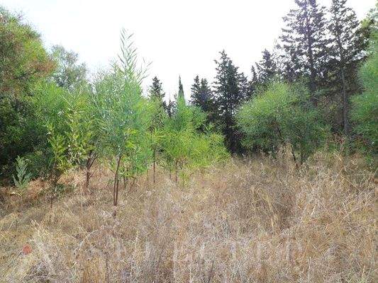 Solar für Verkauf in Bonaire, Alcudia 05