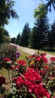 Grundstück-blühende Oase  