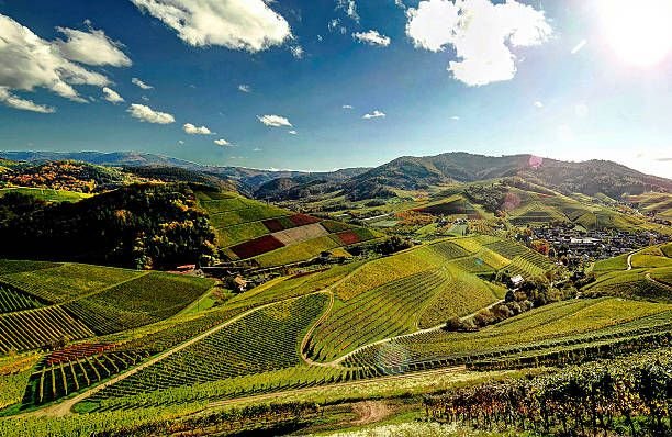 Weinberge