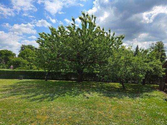 Toller, alter Baumbestand