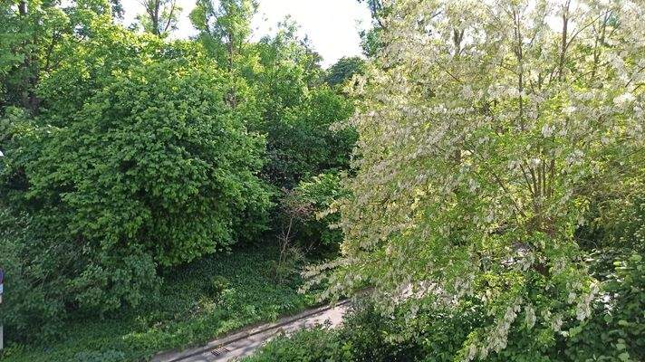 Es blüht und blüht