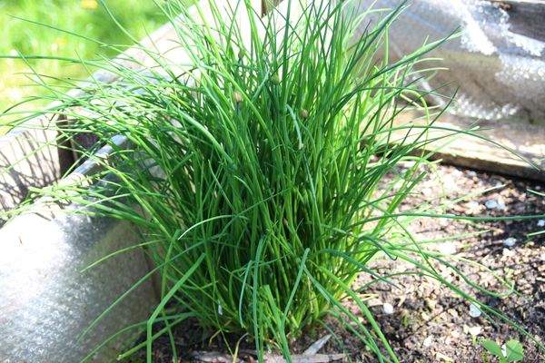 SCHNITTLAUCH  IM HOCHBEET