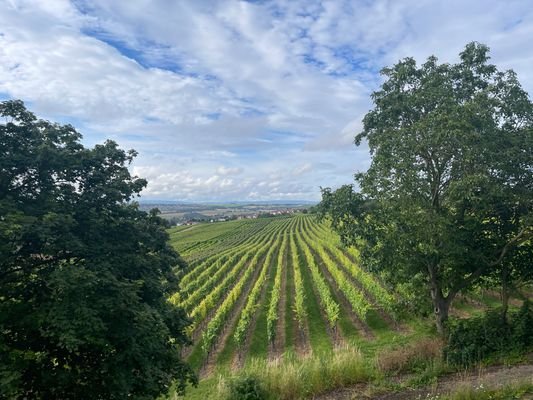 Blick auf die Weinberge