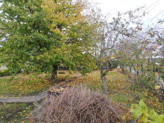 Baumbestand - Obstbäume.jpg