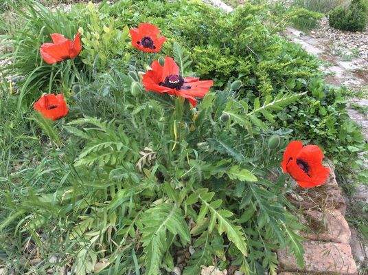 gr. Mohnblumen im Garten