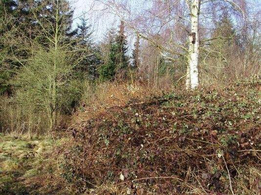 Derzeit verwildertes Grundstück