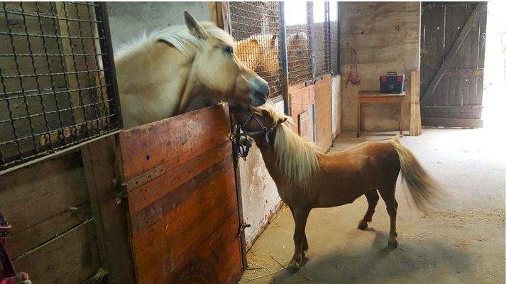 Bilder von den Stallungen .jpg