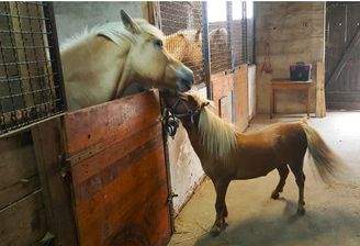 Bilder von den Stallungen .jpg