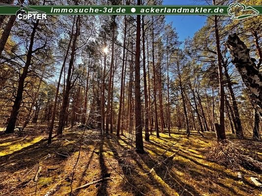 Waldbestand 2