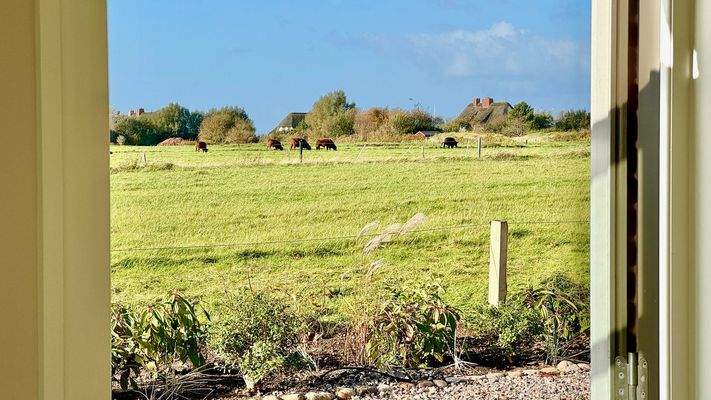 Galloways in direkter Nachbarschaft