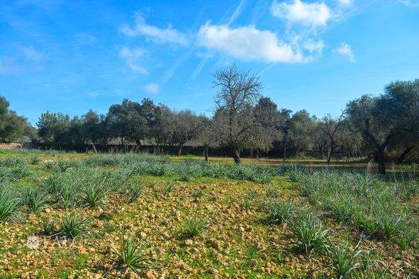 Impressionen/impresiones/impressions...