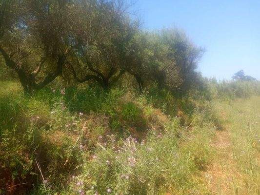 Kreta, Maleme: Grundstück mit Meerblick innerhalb des Stadtplans zu verkaufen