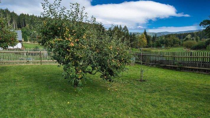 Grundstück mit Baumbestand