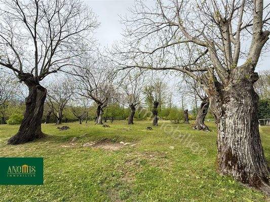 1 Hektar Kastanienwald