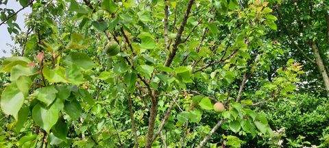 Cappel Häuser, Cappel Haus kaufen