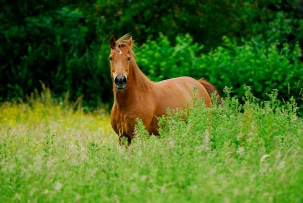 Traumanwesen für Mensch und Pferd