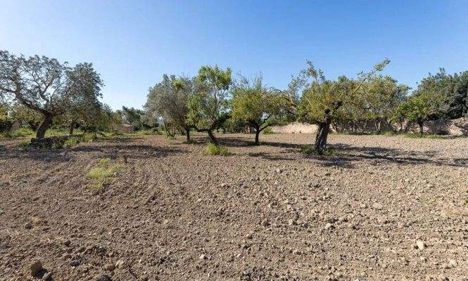 Finca zum Ausbau zwischen Santa Maria und Alaró zu verkaufen, Mallorca