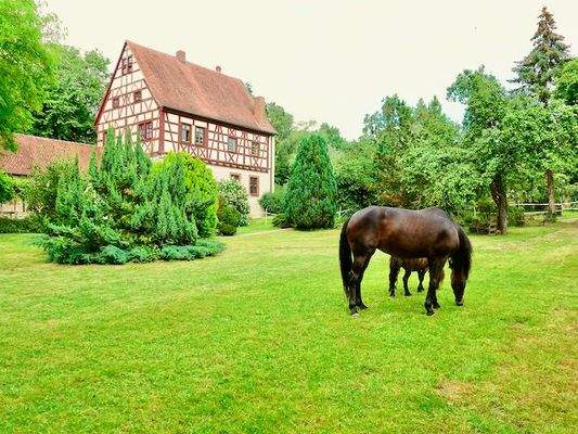 Schloss mit Pferden .jpeg