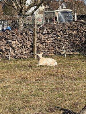 Nette Nachbarn gibt es auch 