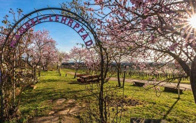 Wohnen inmitten der Weinberge und Pfälzerwald