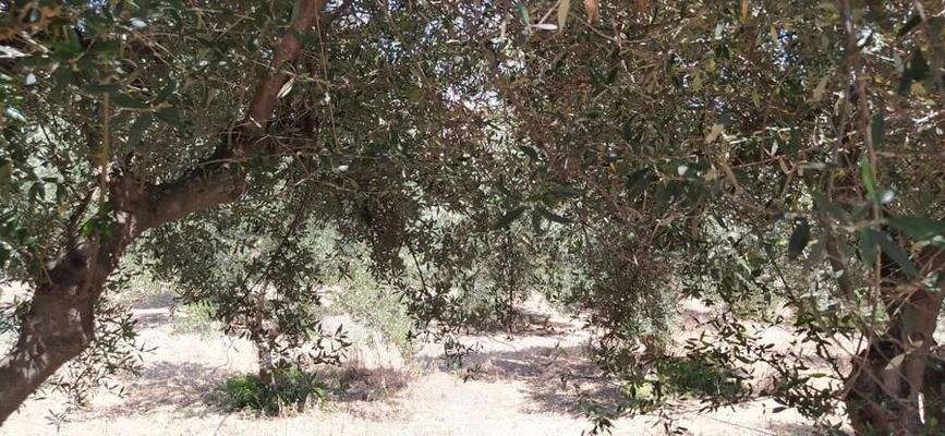 Kreta, Daratsos: Grundstück in ruhiger Lage neben der Stadt Chania zu verkaufen