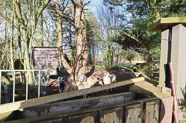 Mitbewohner auf dem Grundstück