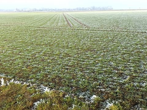 Soest Bauernhöfe, Landwirtschaft, Soest Forstwirtschaft