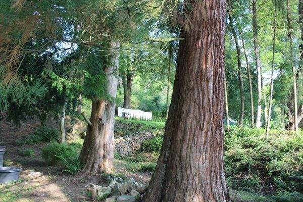 Zwei große Mamutbäume auf dem Grundstück