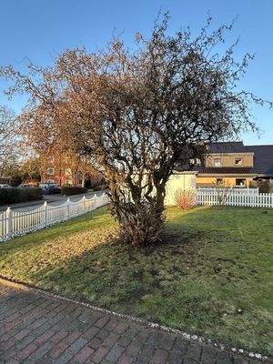 Vordere Ansicht Garten mitz Baumbestand