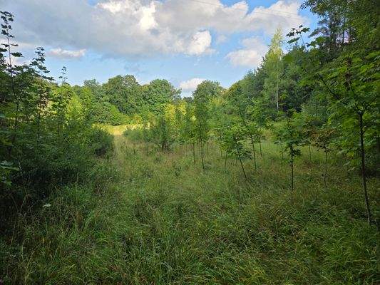 1351 - Flurstück 1428 - lfd. Nr. 7