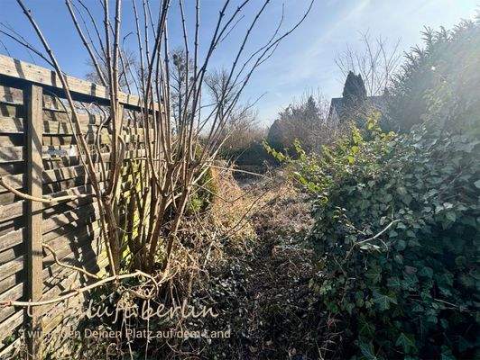 Gartenland, Holunder und Efeu, Blick nach Süden.j