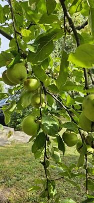 Obstbäume 